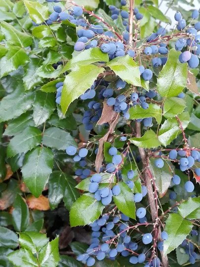 Läiklehise mahoonia söödavad viljad valmivad augustis-septembris.