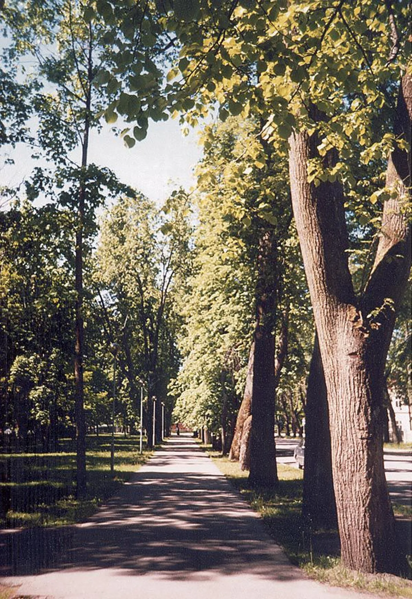 Vanapargi tänava ääres kasvavad hollandi pärnad.