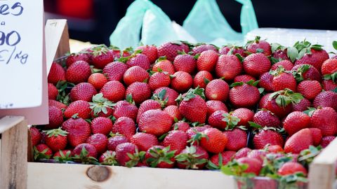 Večina latvijskih jagodnih nasadov bo letos obrodila v enem do dveh tednih