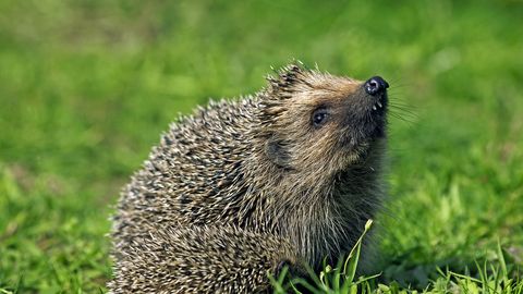 Urgent warning to gardeners: Stop using one common tool to save hedgehogs' lives