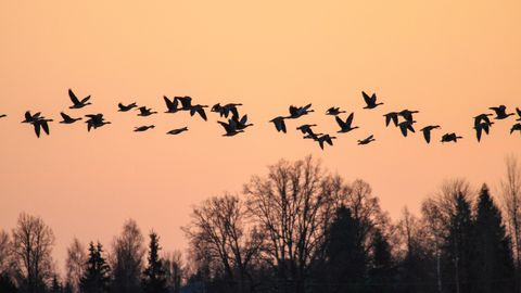 TEADUSMINUTID «SELGE PILT» ⟩ Kuidas rändlinnud teavad, et millal ja kuhu just lendama peab?