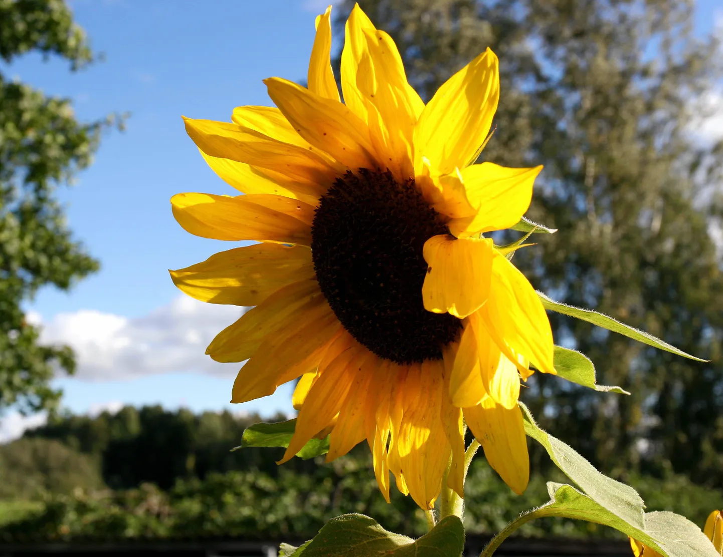 Päevalill