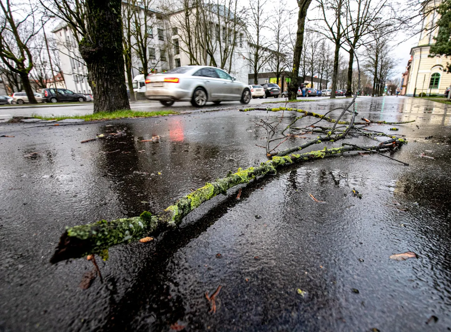 Teedele langeb tormiga puid ja murdub oksi. Foto on illustreeriv.