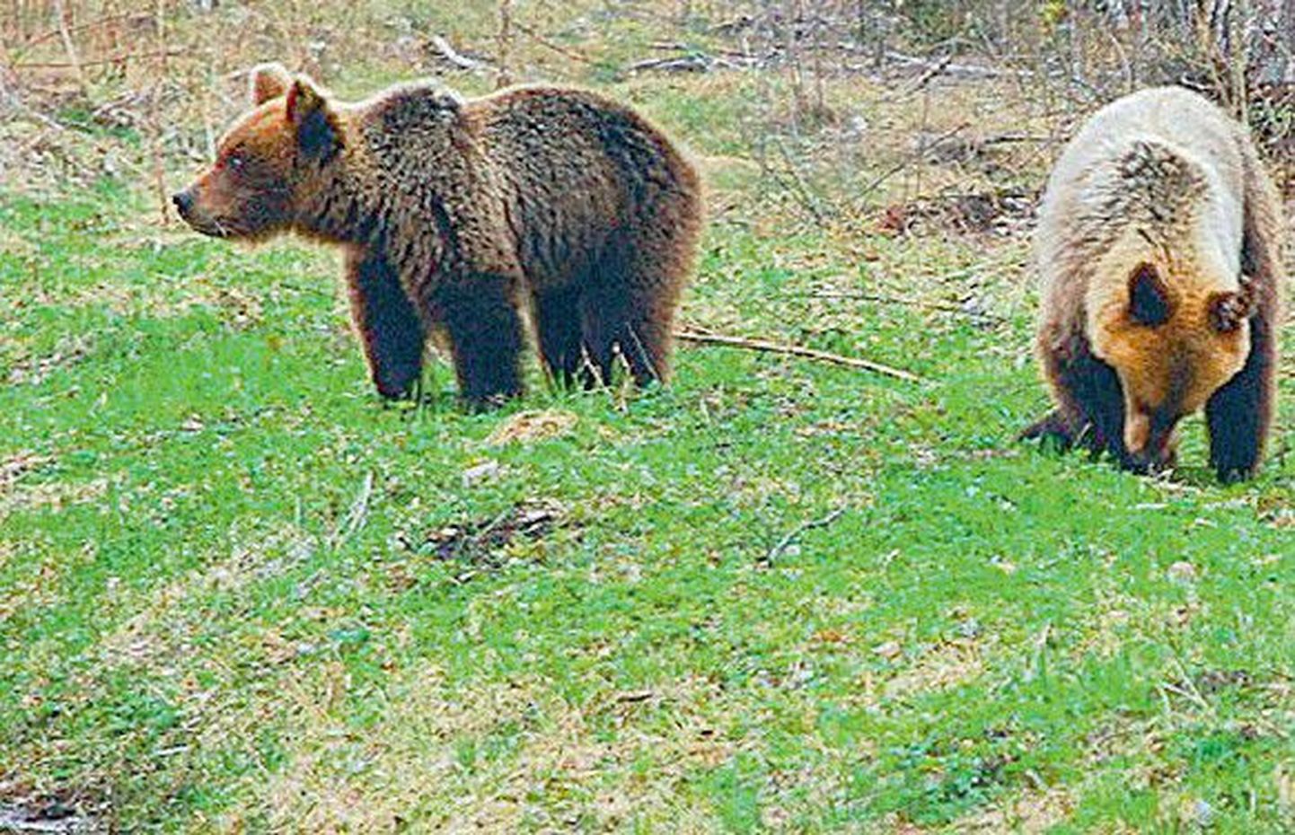 Пара медвежат, выросших в Нигуласком приюте для диких животных, в минувшие выходные опять появилась на старом месте, около шоссе Тарту-Вильянди.