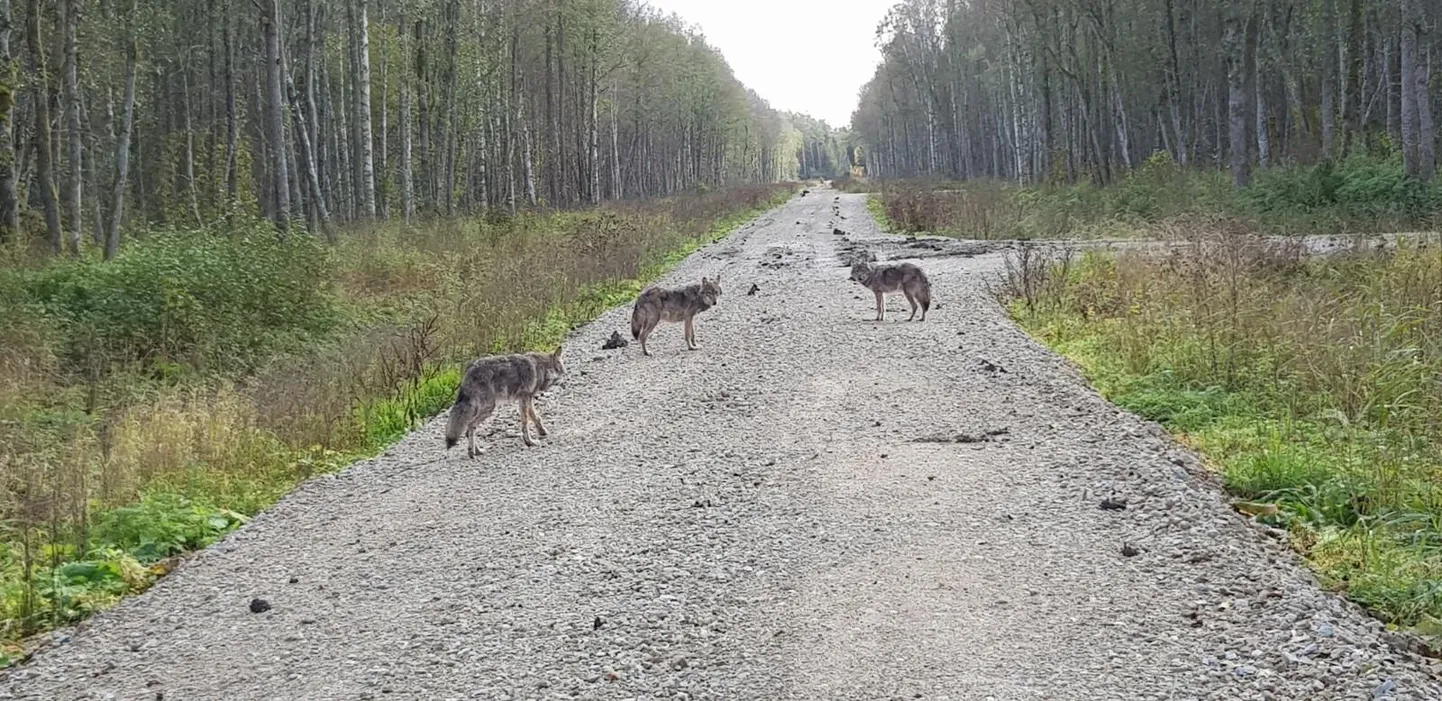 Tänavu oktoobris pildistasid metsamehed Raplamaal oma autost hunte. Foto pärineb Eesti jahimeeste seltsi kogust.