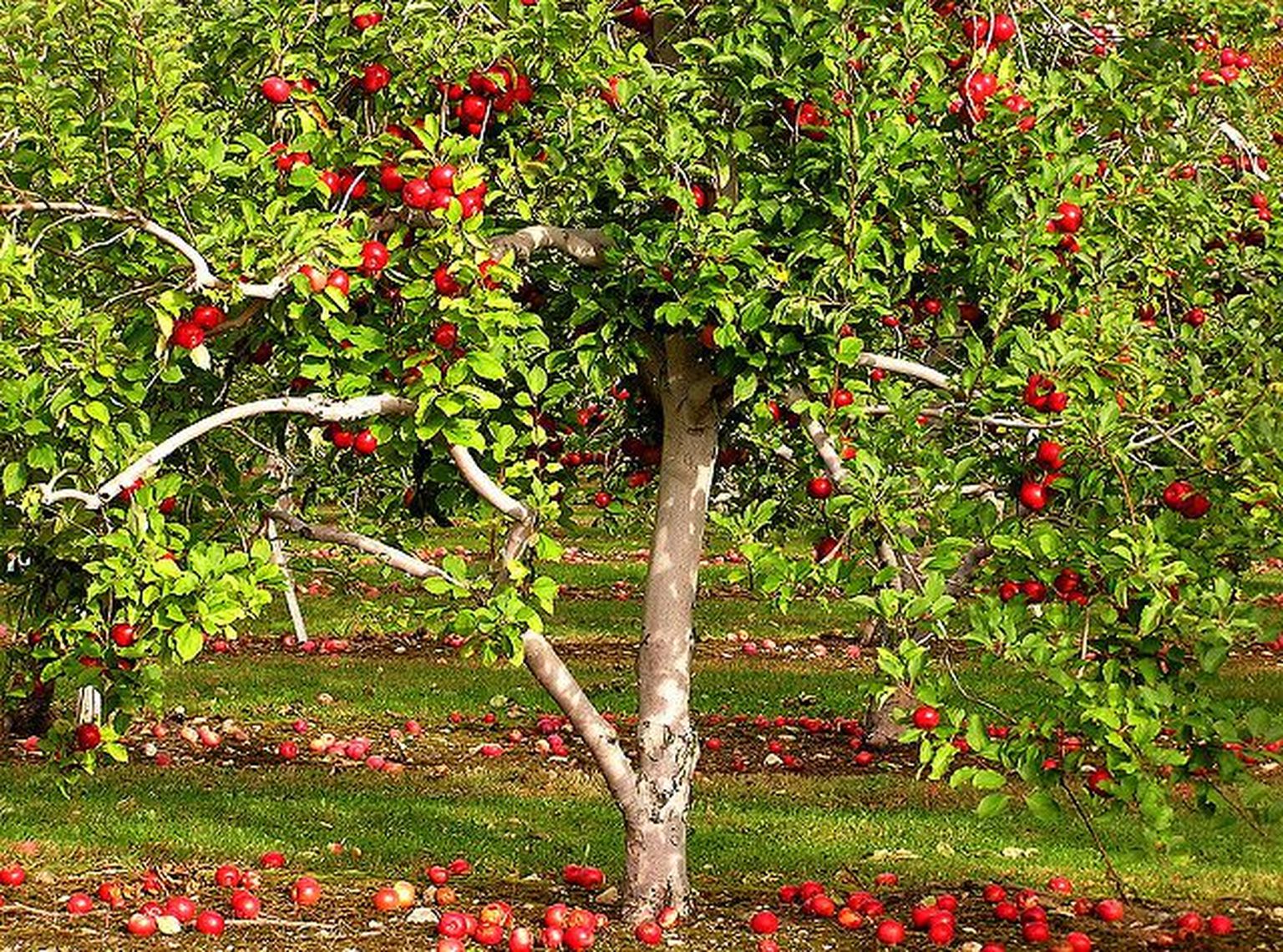 Õunad puu all.