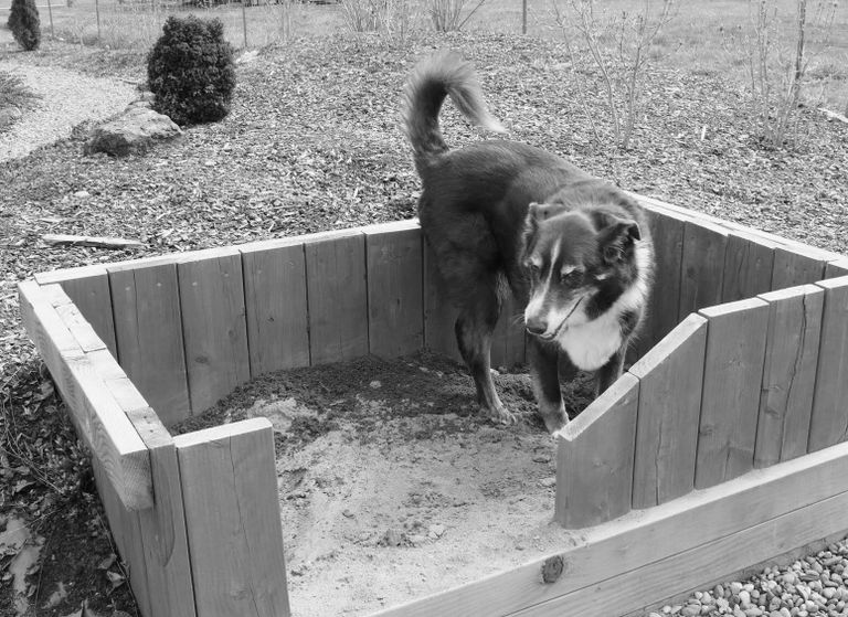 Et lapsed liivakastis mängivad, on arusaadav. Aga ka koertele meeldib oma liivakast väga - kindel koht aias, kus nad tohivad kaevetöödega tegeleda.