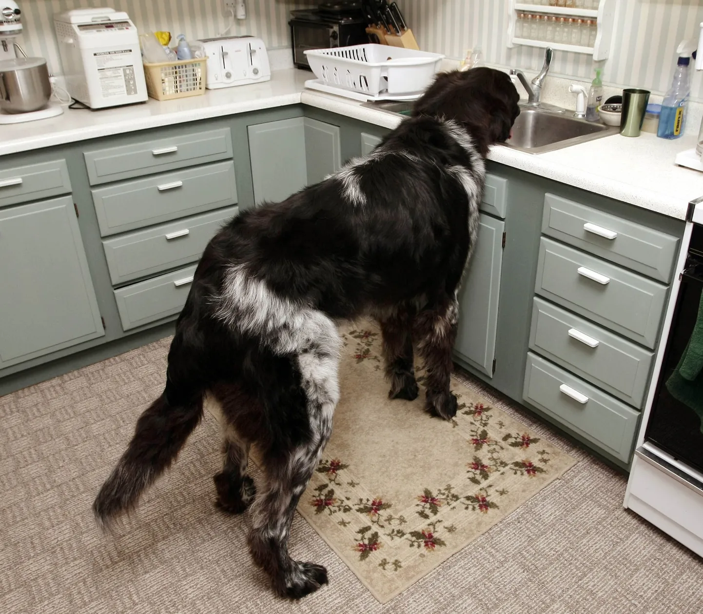 Newfoundlandi koer Boomer