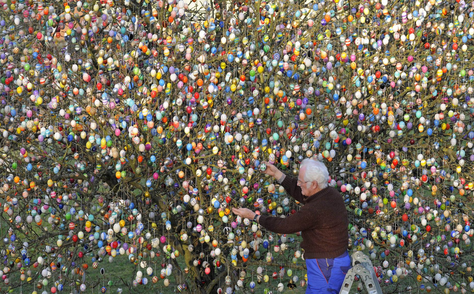 Saksamaal Saalfeldis kuulub perekond Kraftidele õunapuu, mille lihavõttepühade eelsest kaunistamisest on saanud pikk traditsioon. Puule on riputatud 10 000 muna. Pildil peremees Volker Kraft.