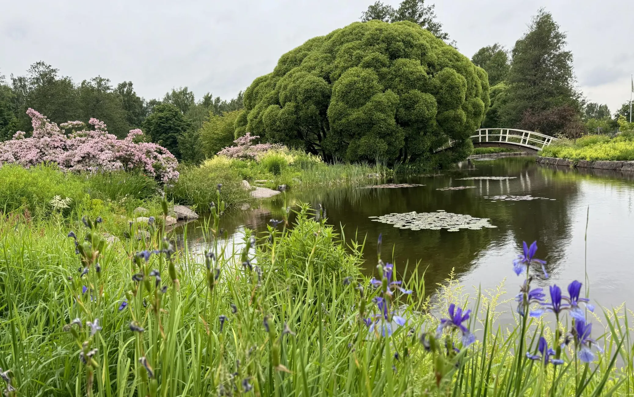 Ilu poolest ei jää Kotka pargid alla Monet’ maalidel nähtule.