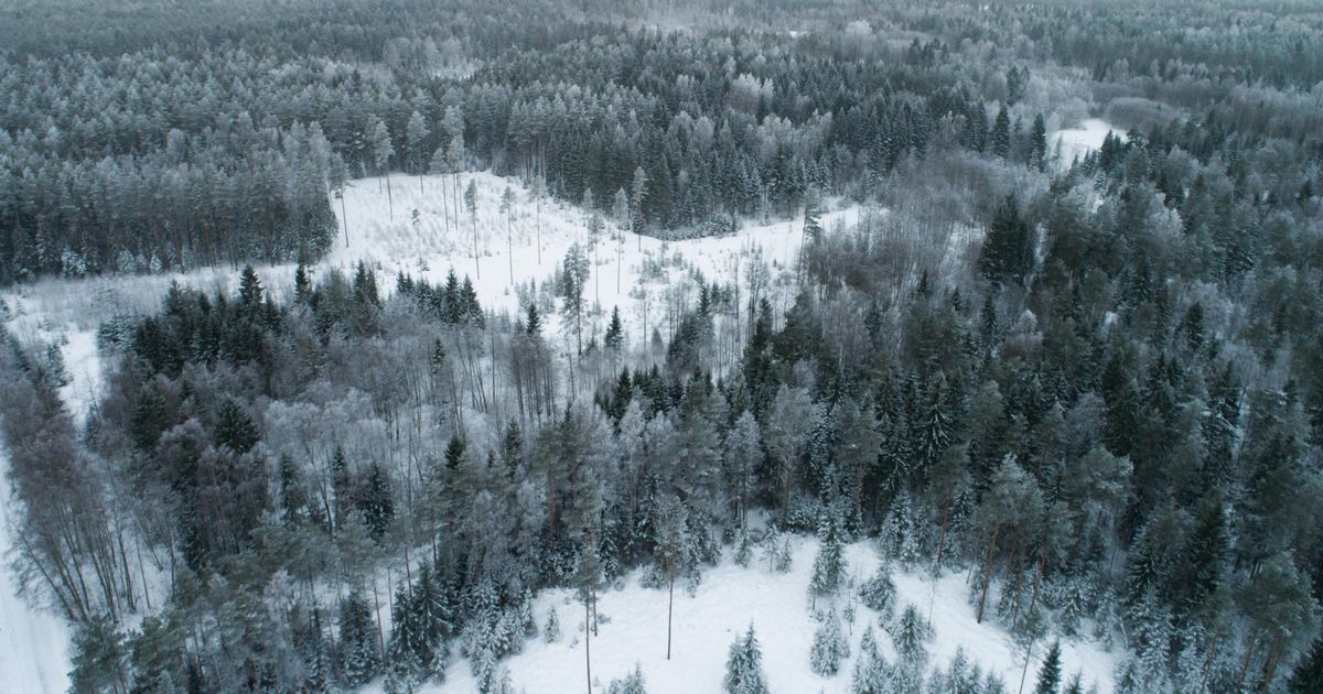 Keskkonnakaitsest Eesti metsades: vastus Andres Talijärvele