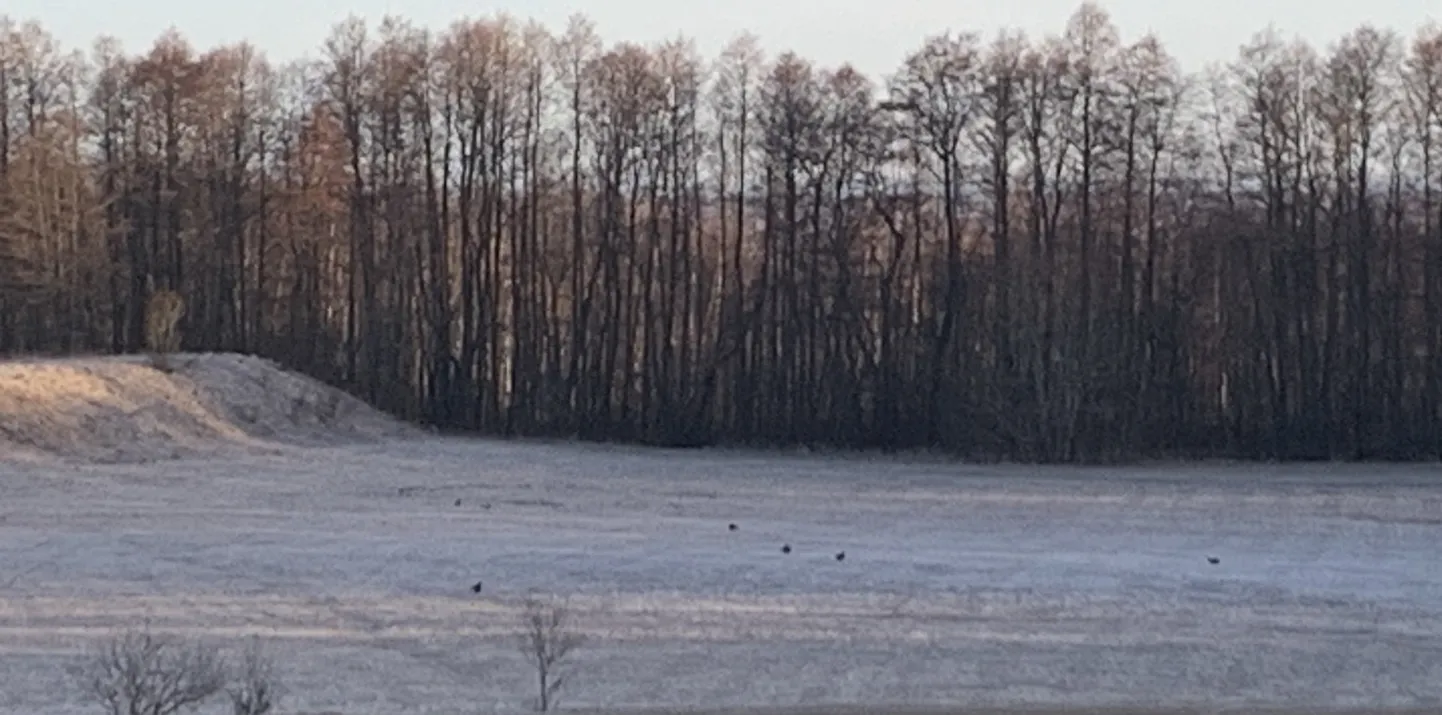 Tedremängu lava.