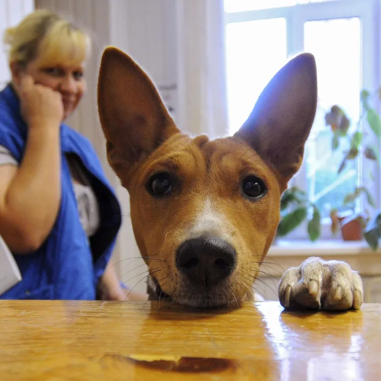 Basenji. Foto: Konstantin Chalabov/Scanpix