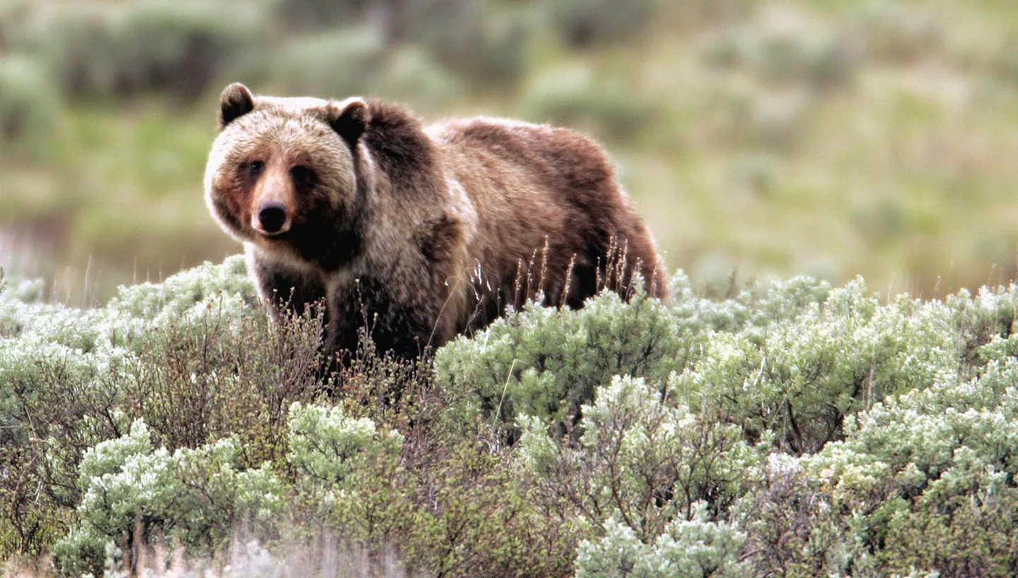 Yellowstone`i grislikaru