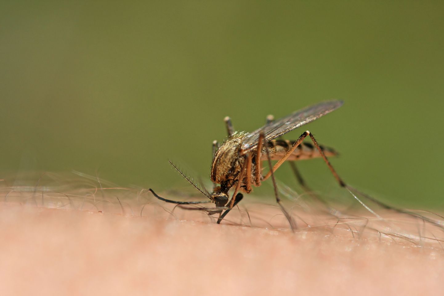 Malaaria on kliima soojenemisest hoolimata kontrolli all.