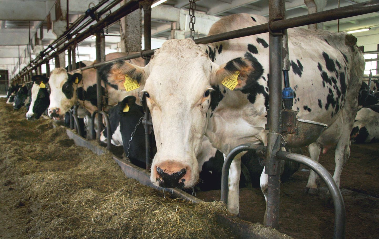 Eesti lehmade ühisel pingutusel täideti piimakvoot 92-protsendiliselt.