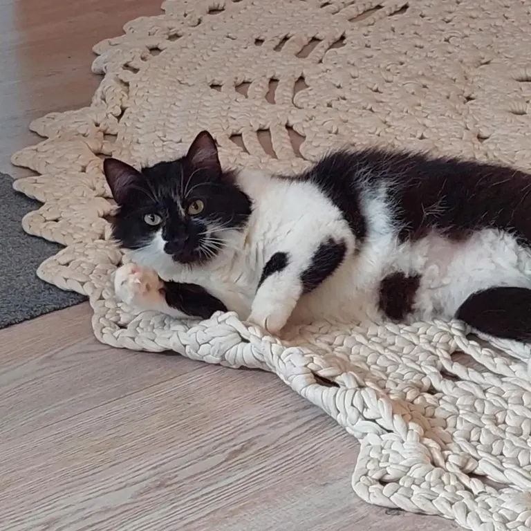 Kaheaastane kass Anett. FOTO: Erakogu
