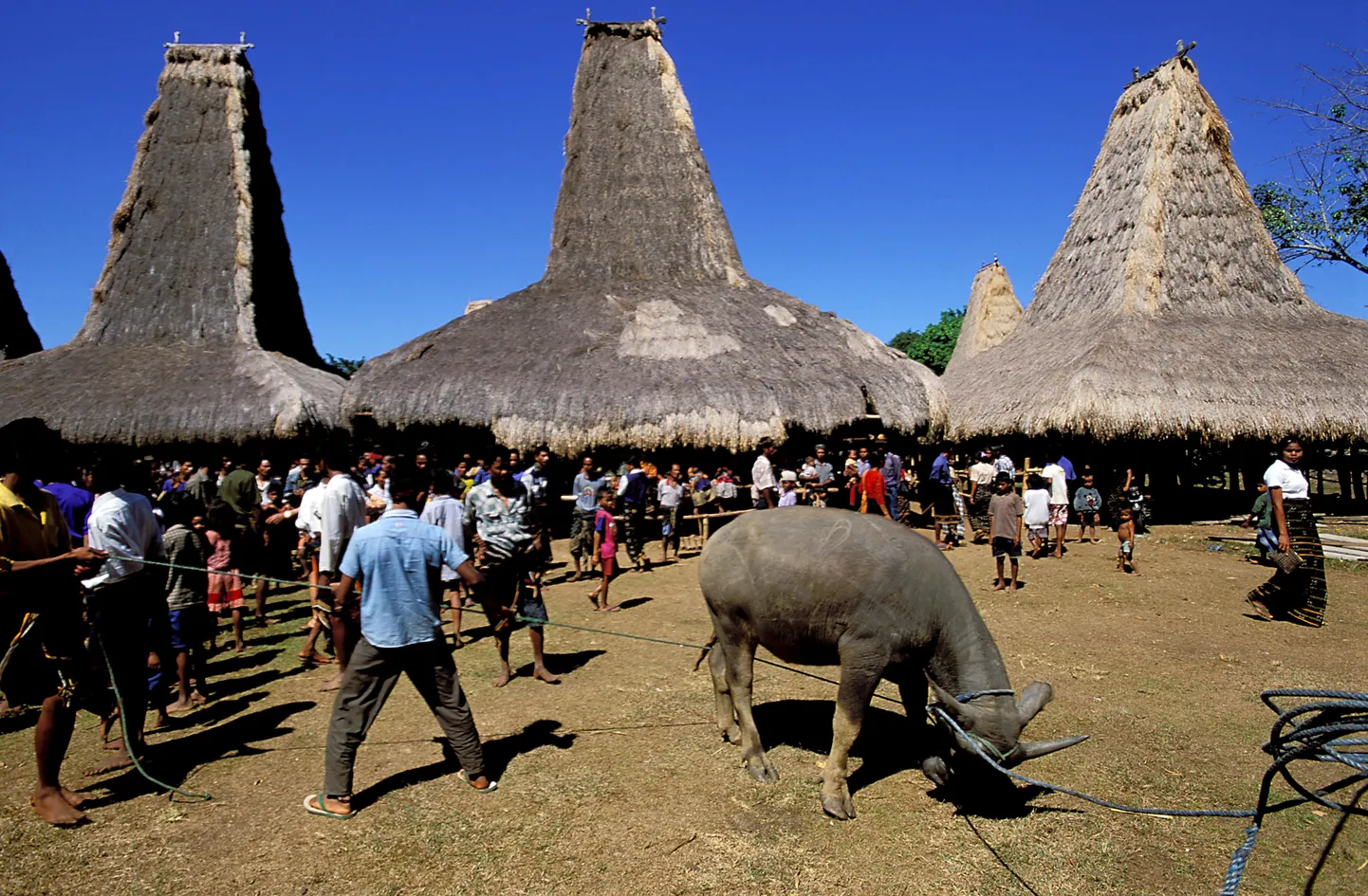 Sumba sare matuserituaal