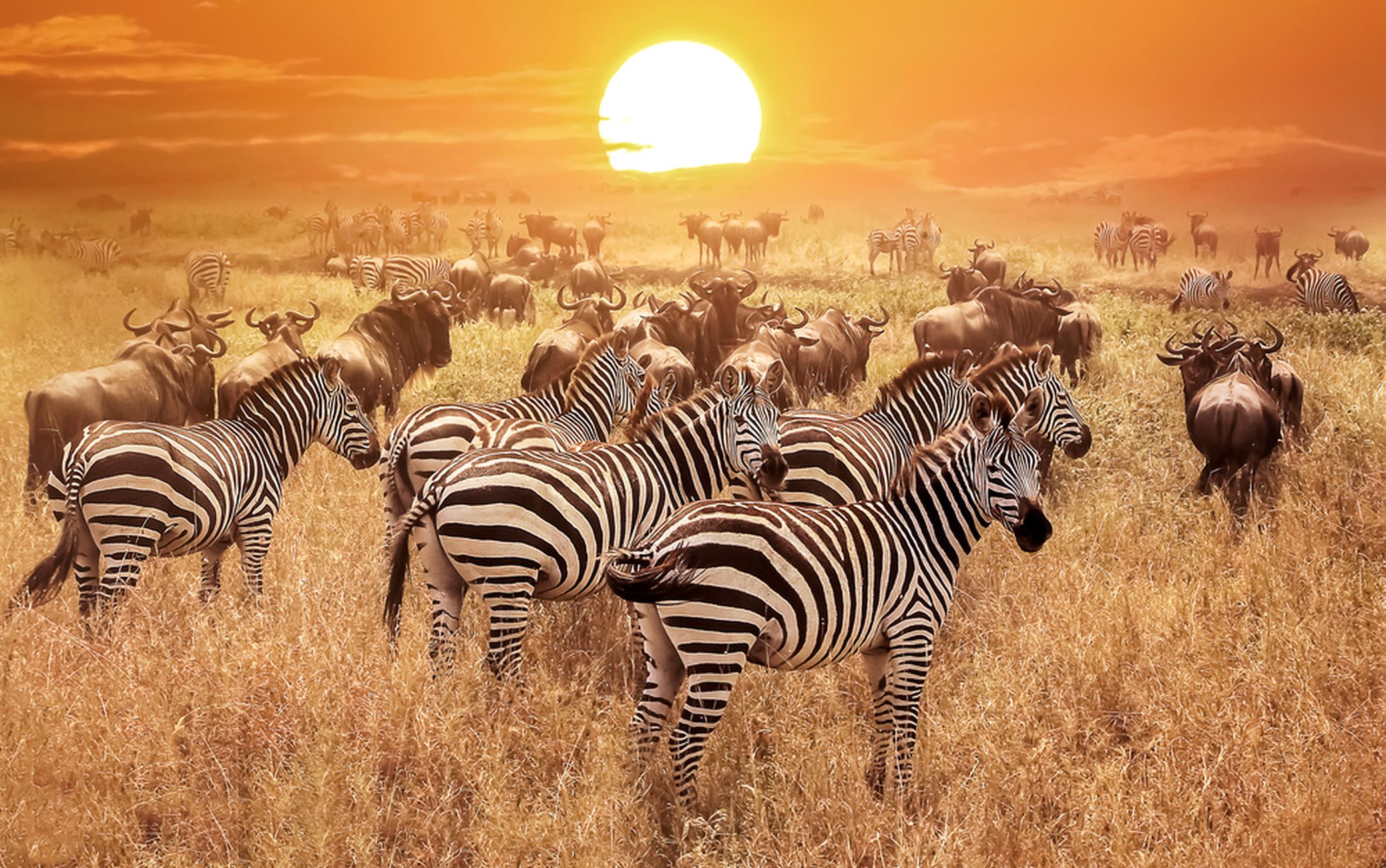 Tansaania kuulub oma rikkaliku looduse ja loomastikuga Anna-Katri lemmikute sekka