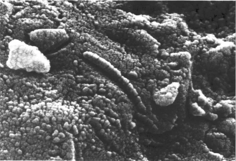 Elektronmikroskoobipildi keskel on näha Allan Hillsilt leitud ebatavaline torukujuline osake, mis on avastatud Marsi päritolu meteoriidil. Teadlased leidsid, et see pole siiski mõne pisikese eluvormi jäänus.