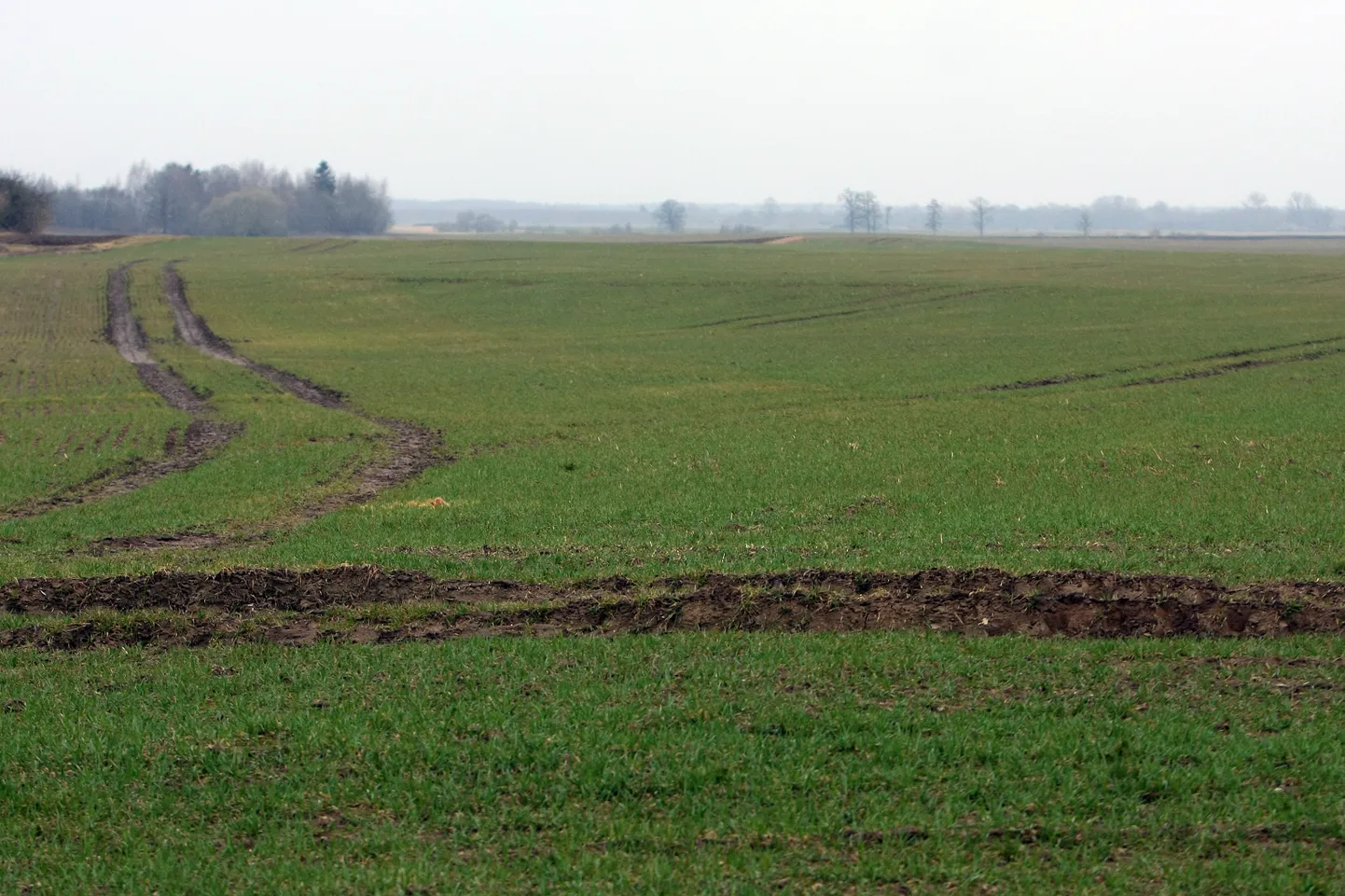 Ziemāju lauks Tērvetes novadā.