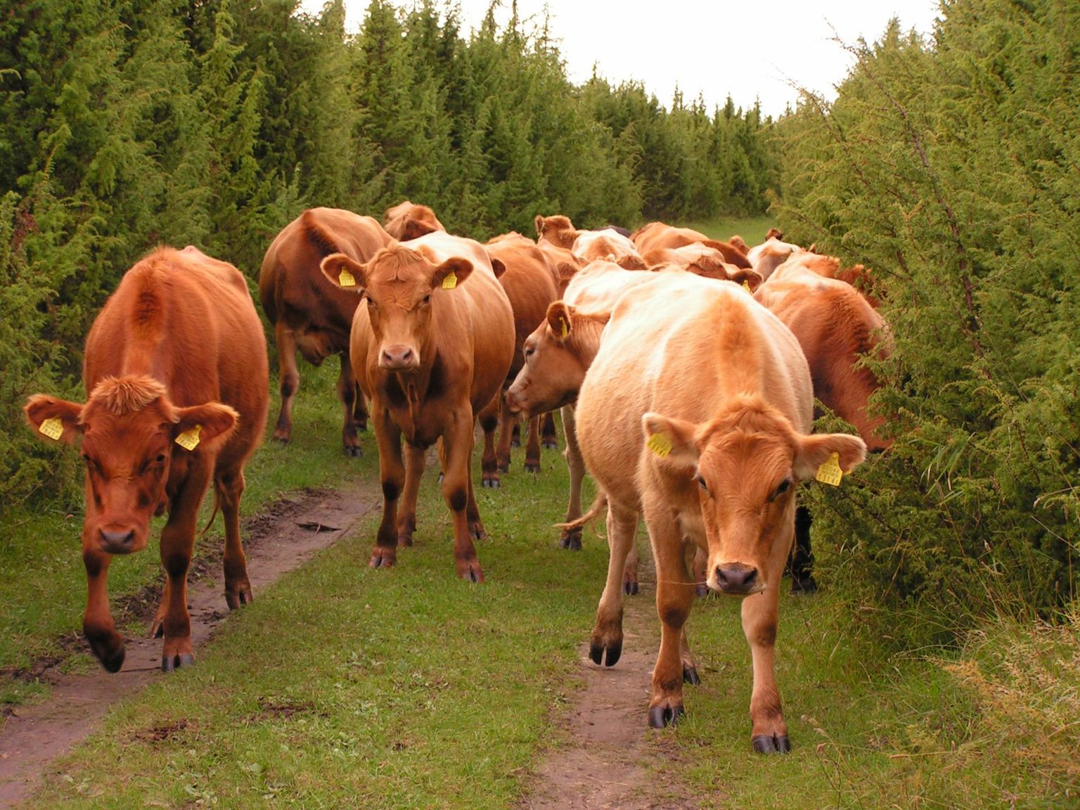 Eesti nudipäised maatõugu veised Matsalu kadastike vahel. Looduskaitse on alati püüdnud loopealseid võimalikult avatutena hoia. Vahel on selleks lihtsalt kariloomi nappinud.
