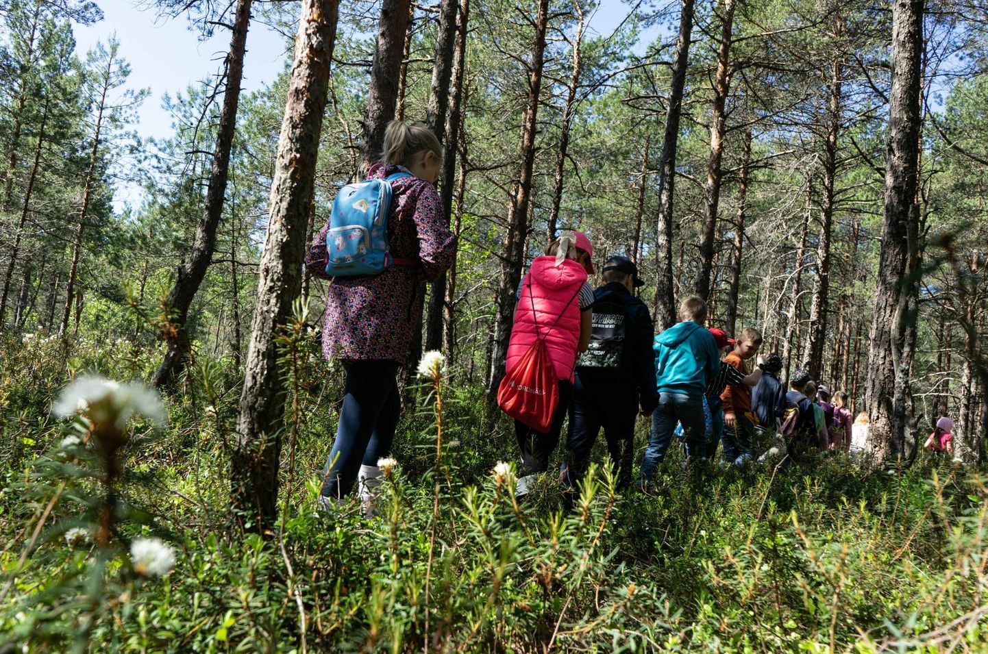 Kõrsa rabas plaanitakse Tori valla elanikele Tartu ülikooli ja Eestimaa looduse fondi ekspertide eestvedamisel koolitusretke.