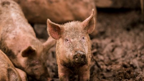 Afriška prašičja kuga potrjena na farmi v Cesvaineju, Latvija