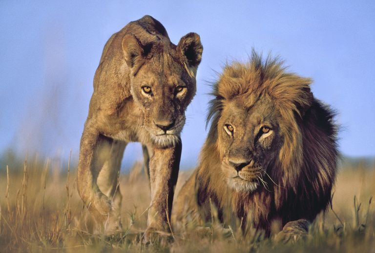 Emane ja isane lõvi. Pilt on illustreeriv