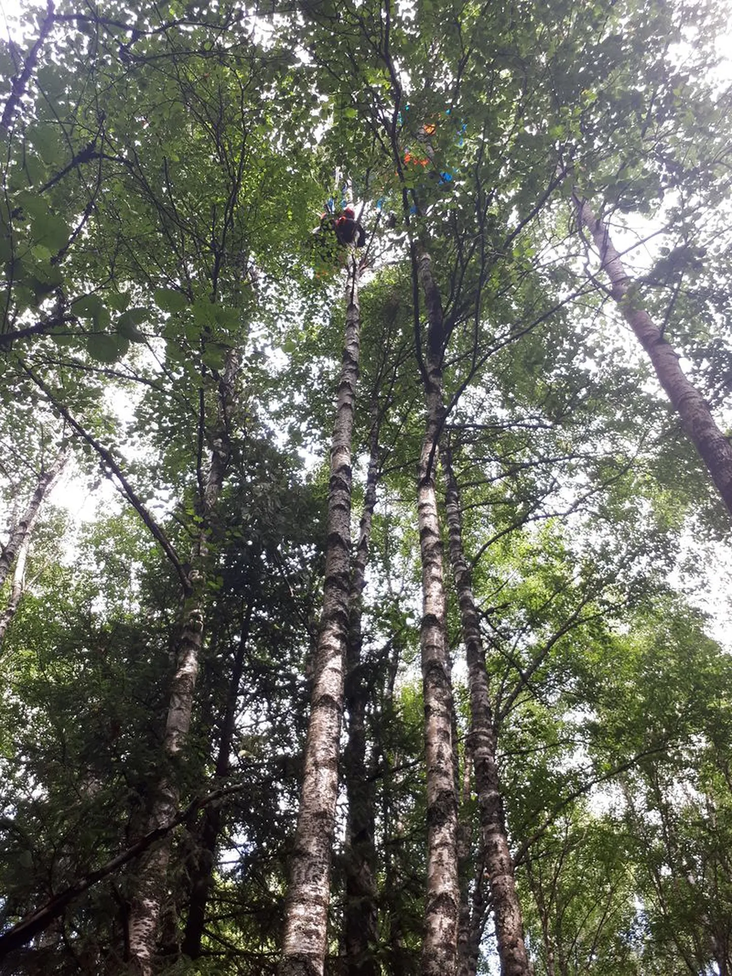 Приземлившийся на дерево парашютист.