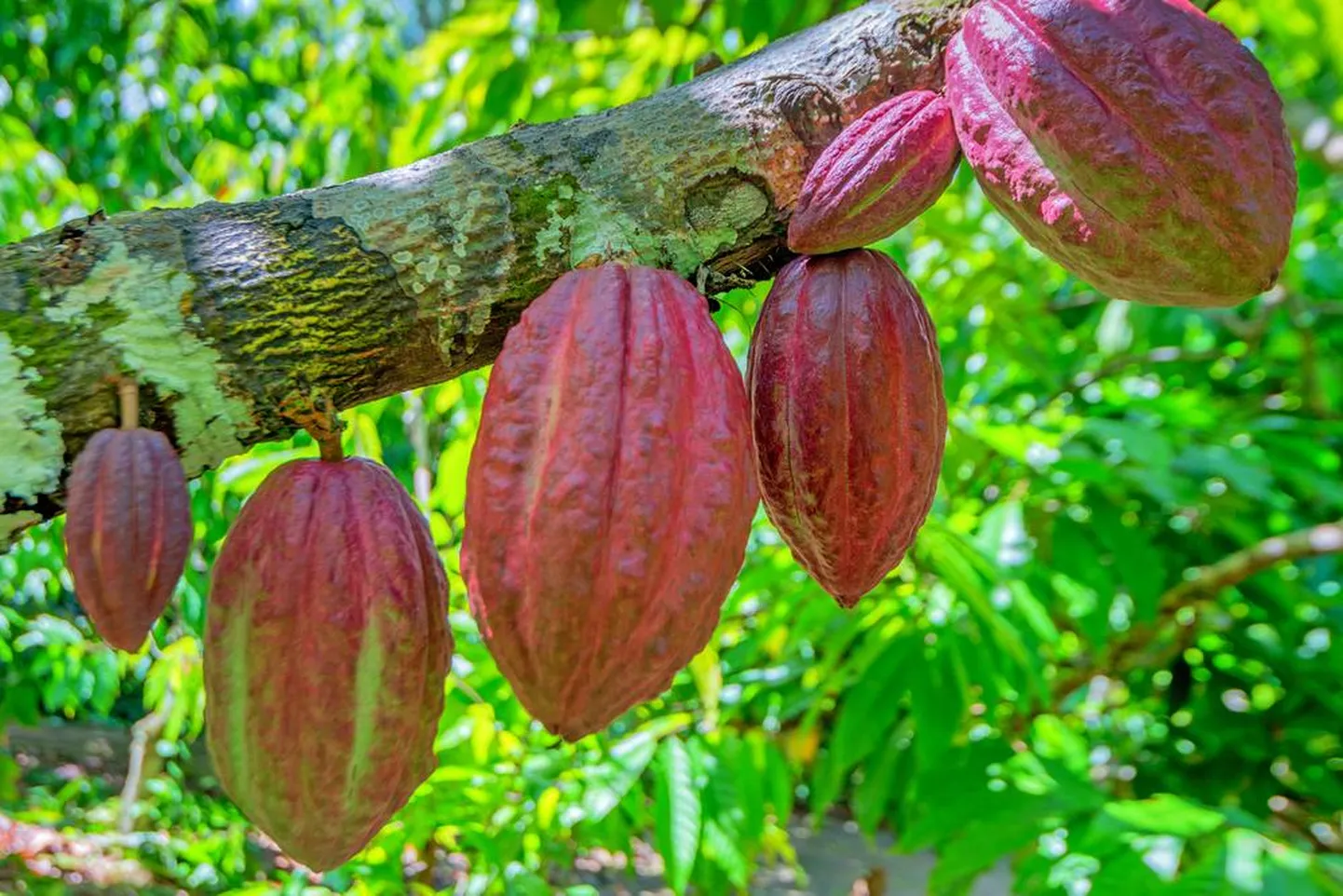 Kakaopuu viljad. 