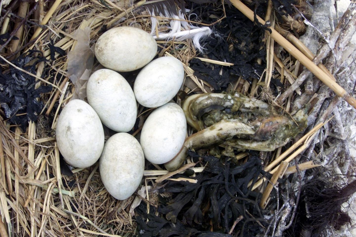 Õlitatud ­munades katkeb poegade arenguks ­vajalik gaasi­vahetus ja nii jäävad kormorani pojad koorumata.

 