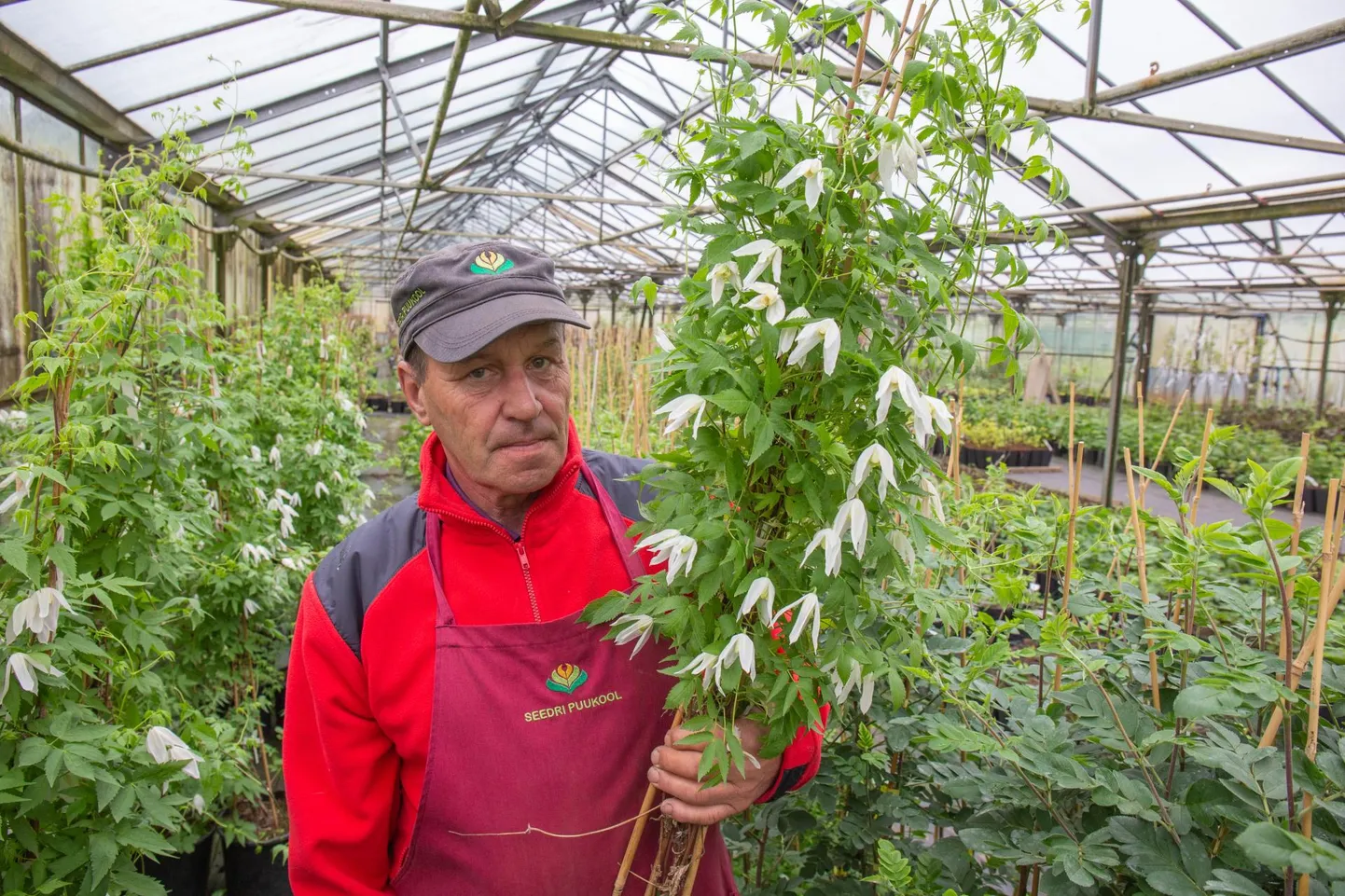 Seedri puukooli peremees Elmar Zimmer