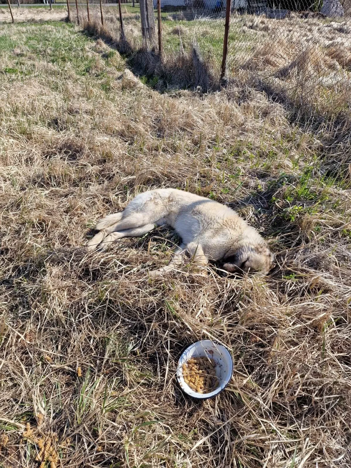 Krampides piinlev koer lohistas end võõrasse aeda.