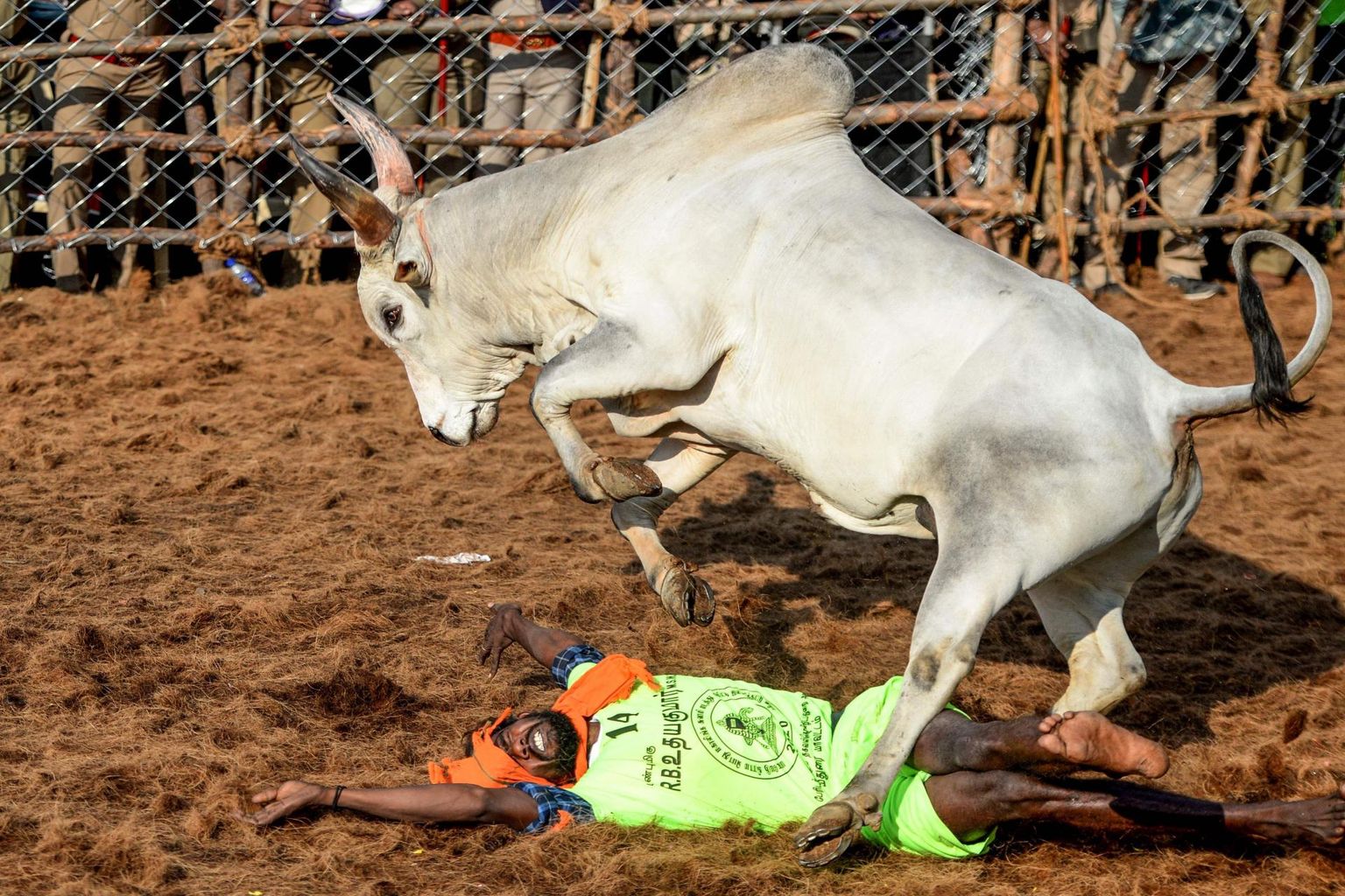 India härjataltsutamise festival on ohtlik nii inimestele kui ka loomadele.
