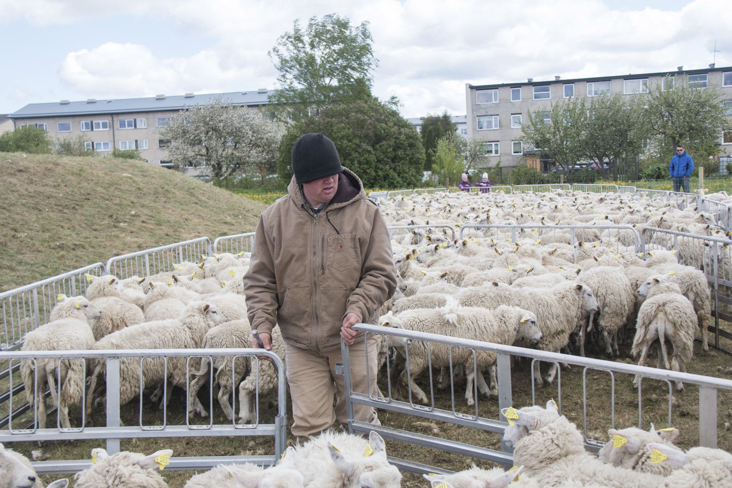 Sõmeru maaelufestivali üheks osaks on olnud lambad.