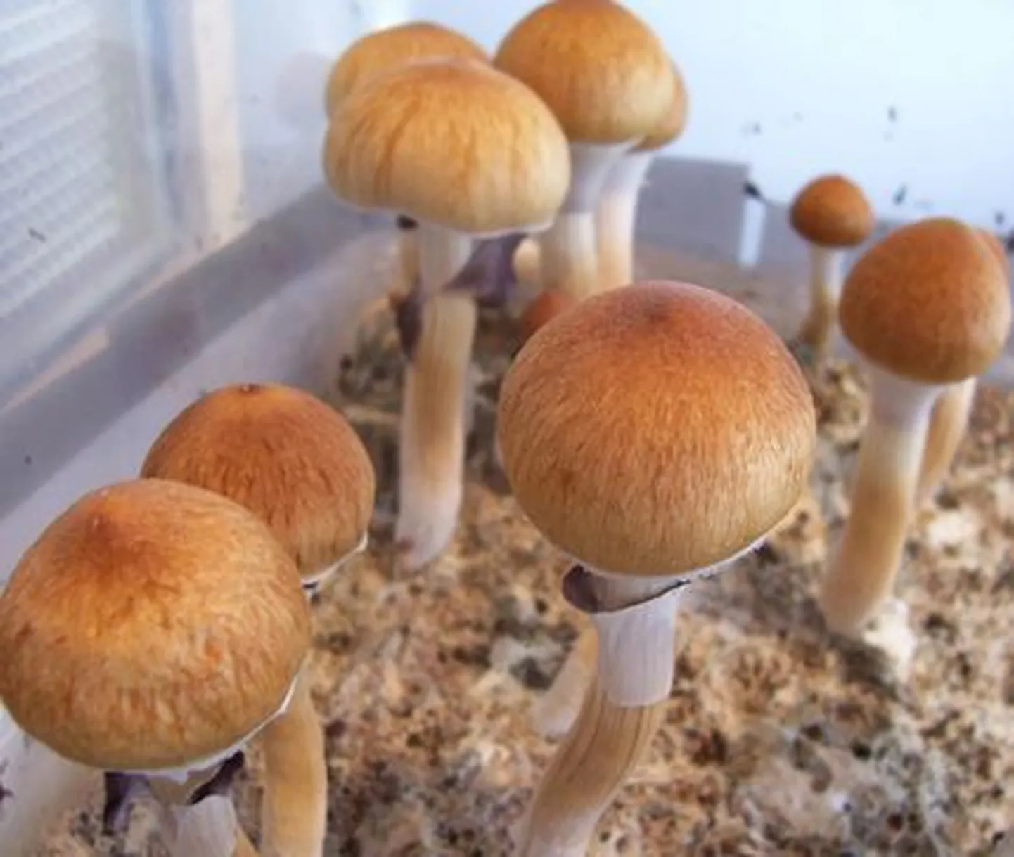 Psilotsübiini sisaldavad Psilocybe cubensis seened