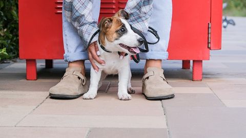 Most Animal-Related Injuries Occur Unexpectedly