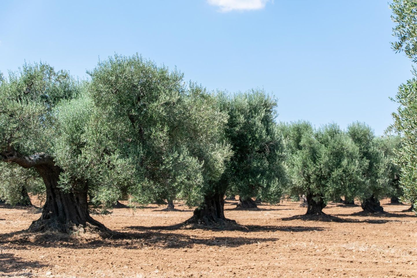 Muidugi on paljud oliivisalud endiselt elus. Aga keegi ei suuda ennustada, millal ka need Xylellaepideemia tõttu kiiresti kuivama võivad hakata.