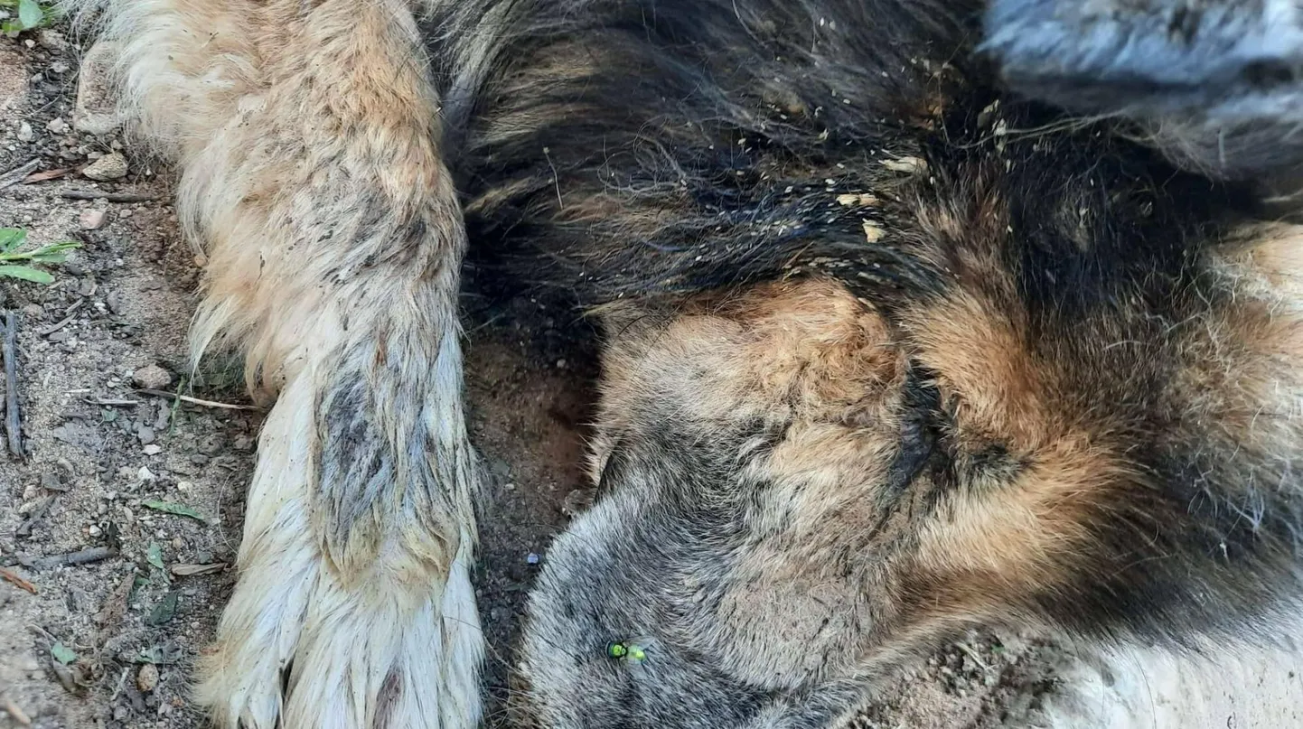 Praeguseks on Pontu omanikult võõrandatud ja veterinaarkliinikus, kuid pole kindel, kas ta jääb ellu.