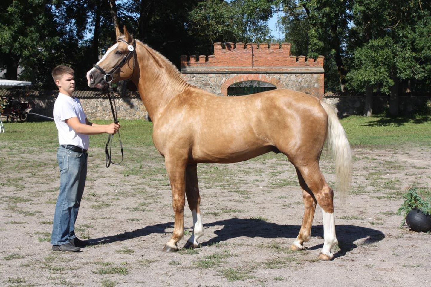 Tänavu tunnistati parimaks Tori tõugu noortäkuks Andres Kallaste hobusekasvandusest pärit Alder, keda pildil esitleb publikule Hans-Kristjan Kallaste.