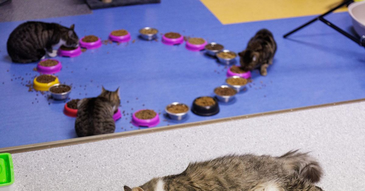 TAUST ⟩ Mida kassid tegelikult ostaksid?