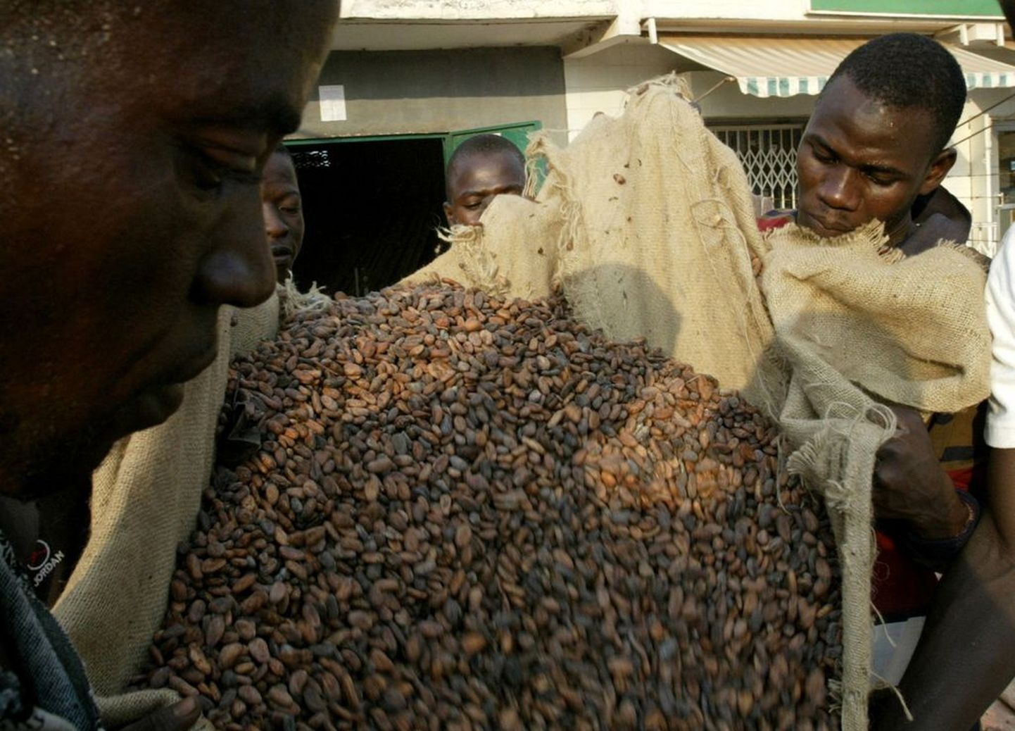 Cote d'Ivoire töölised kakaoubasid kogumas.