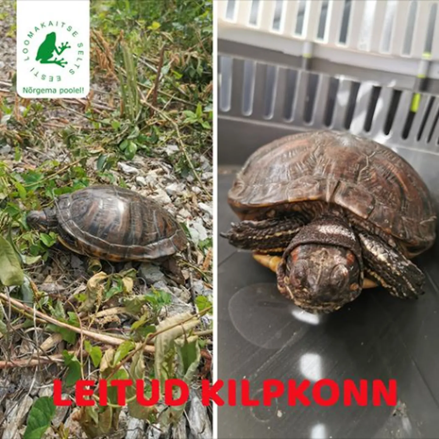 Artikli foto