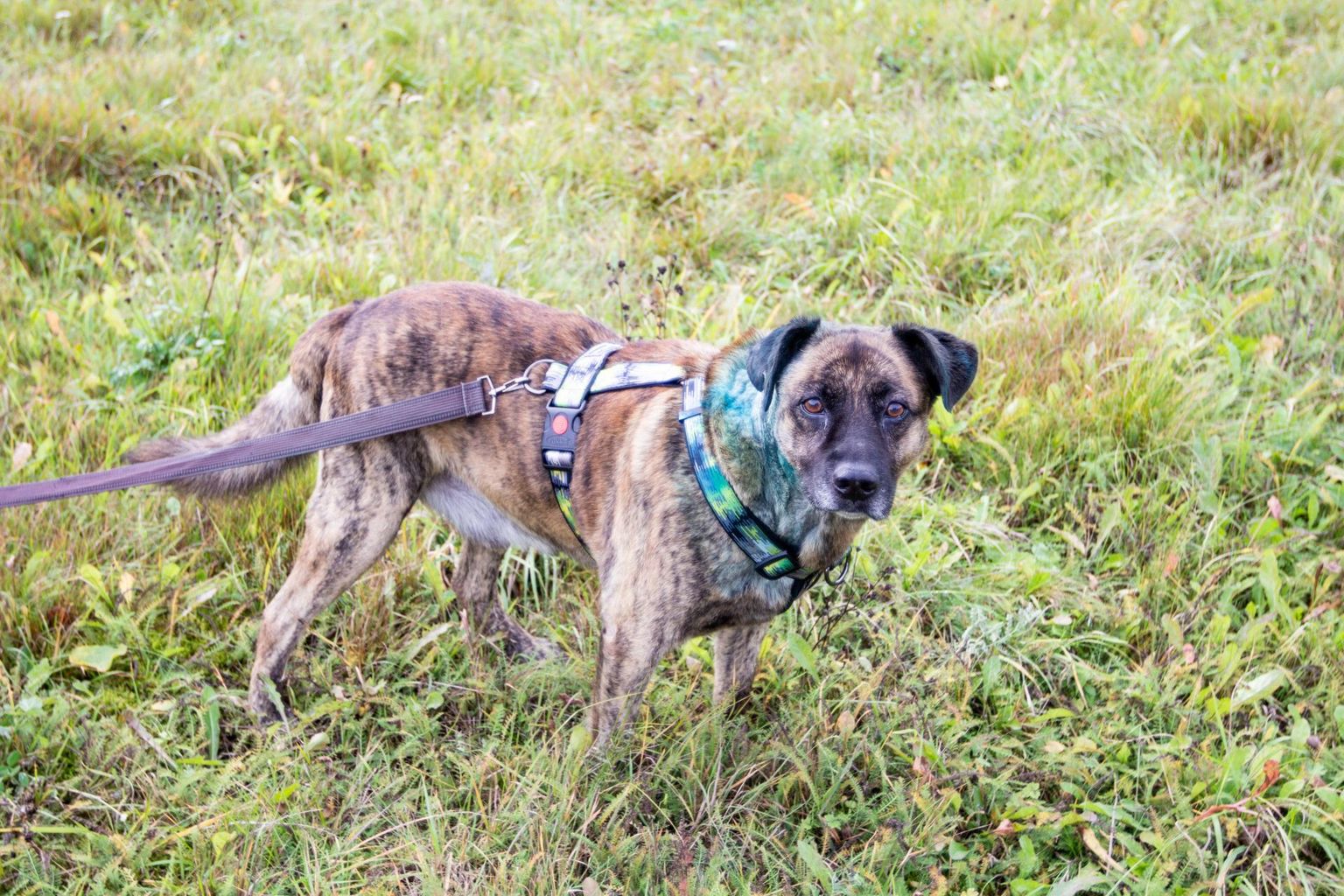 Soontaga küla elaniku Tiiu Mändla koer Muki jäi päev pärast rünnakut õuele lebama. Nüüdseks on koer siiski tervenemas.