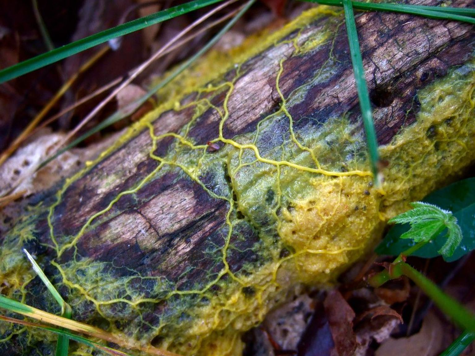 Physarum polycephalum on primitiivne ainurakne eluvorm, kuid teadlased on nüüdseks suutnud tõestada, et ka see kollane limukas suudab õppida ja õpitut liigikaaslastele edasi anda.