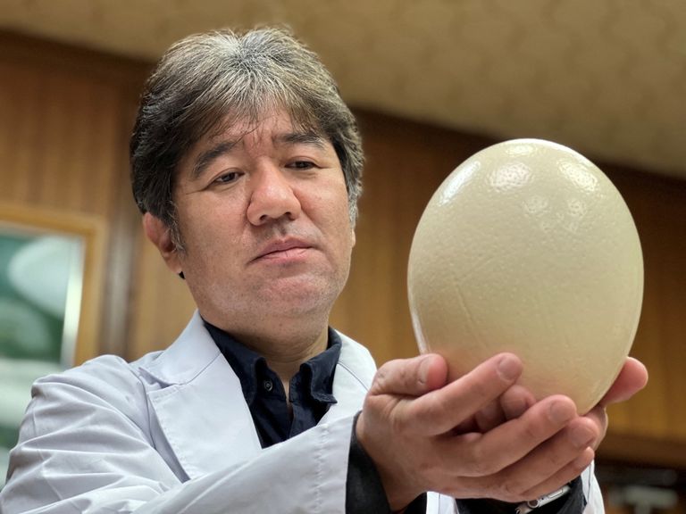 Kioto Universitātes zinātnieks Jasuhiro Tsukamoto tur rokās strausa olu
