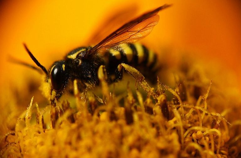 Рассказы знатоков о жизни пчел бывают интересными