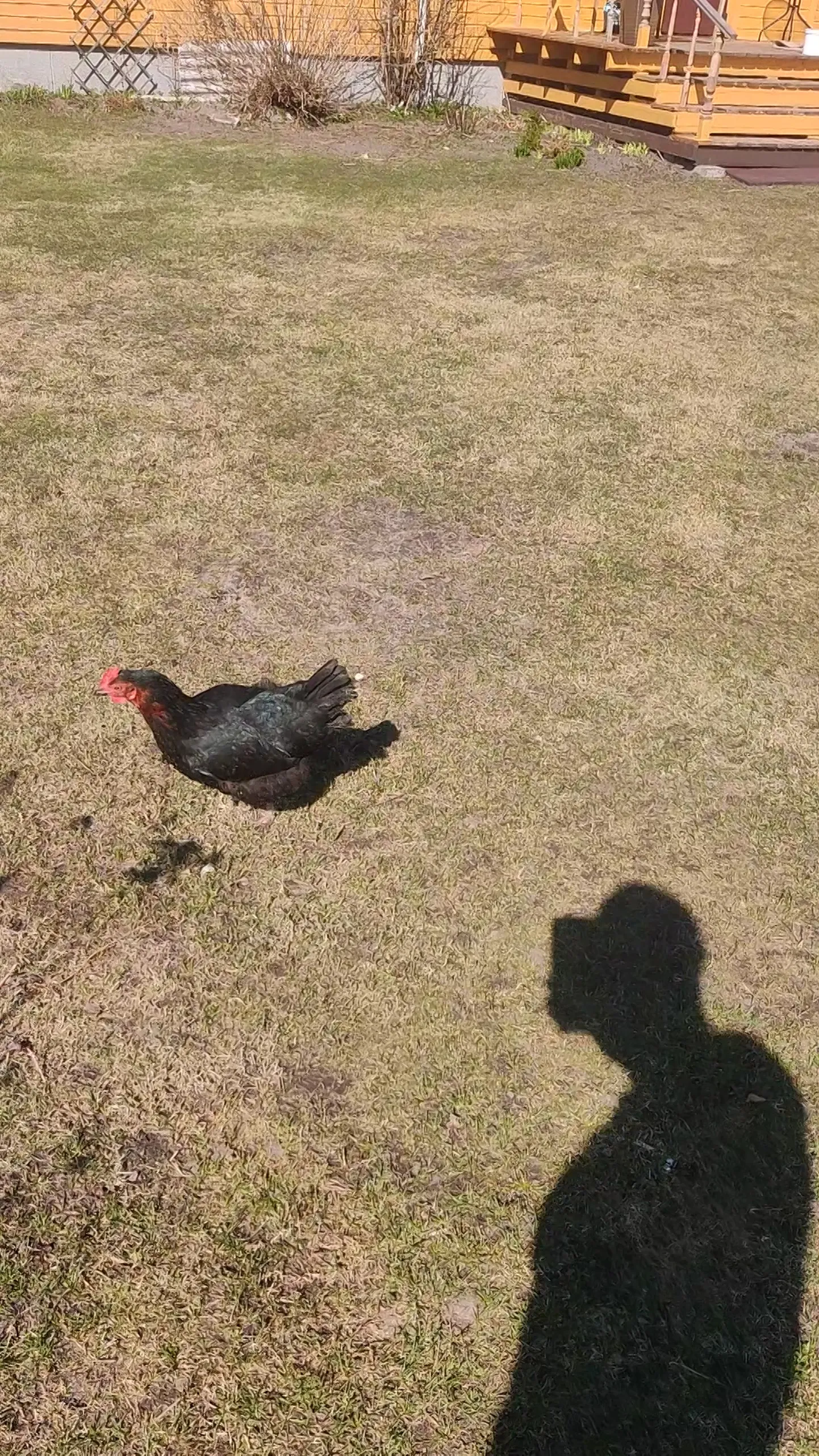 Parima muu looma triki tegid Tauri Jürna ja tema kukk Osvald
