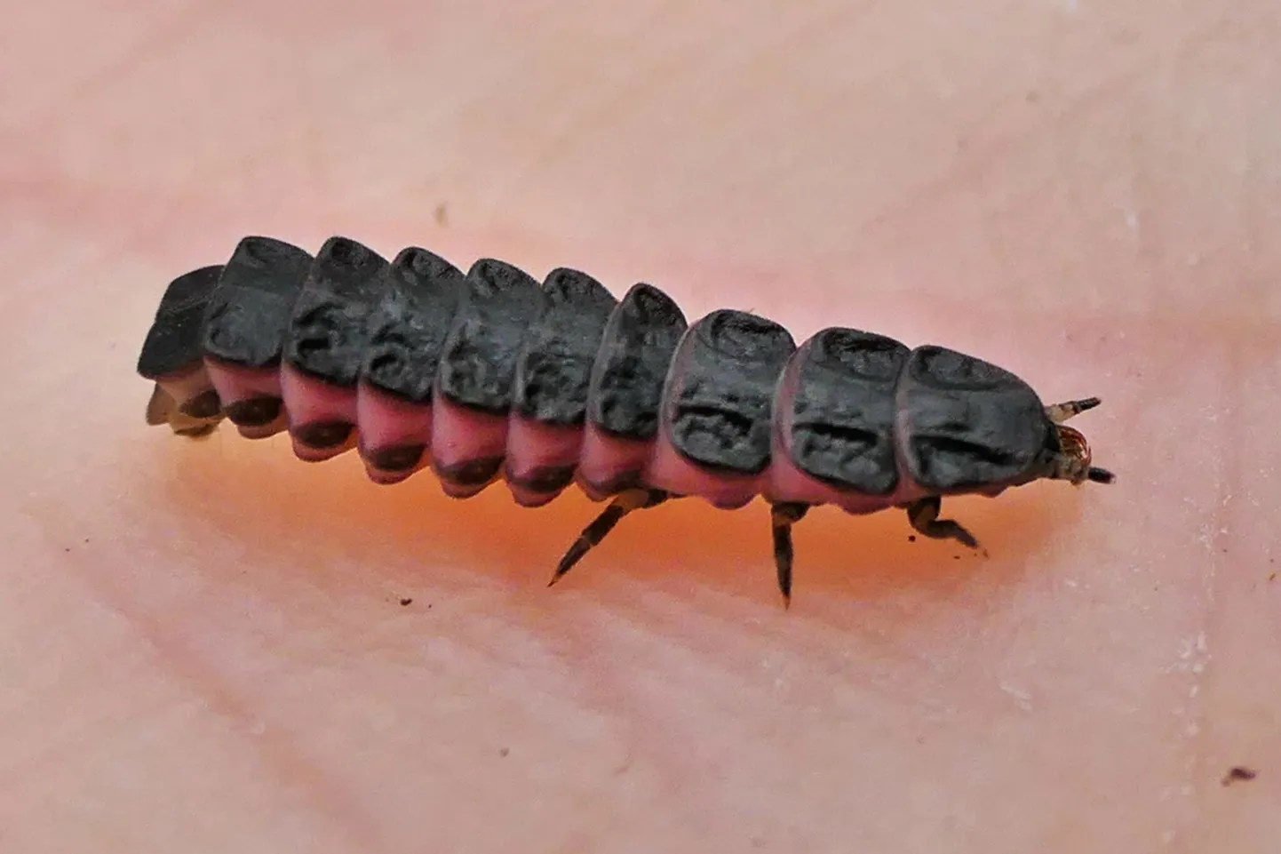 Jāņtārpiņš